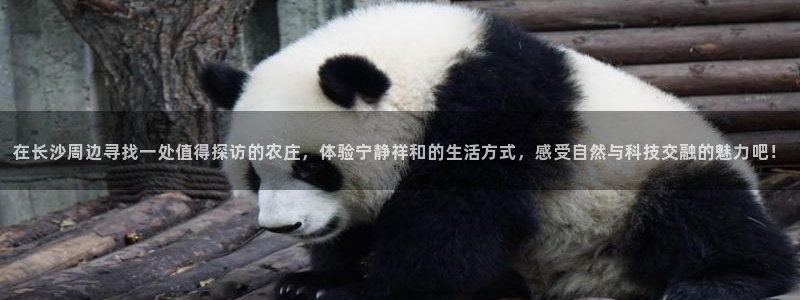 天辰娱乐黑人