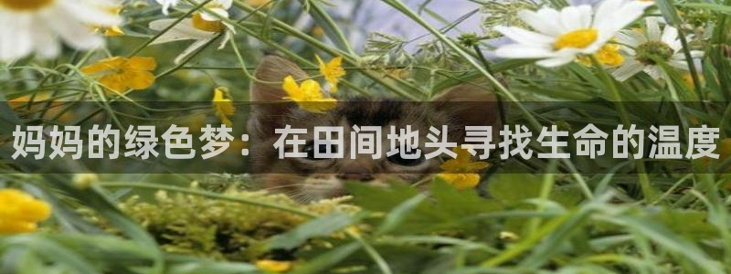 天辰娱乐集团