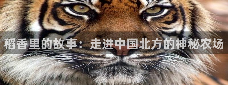 天辰娱乐天辰宝