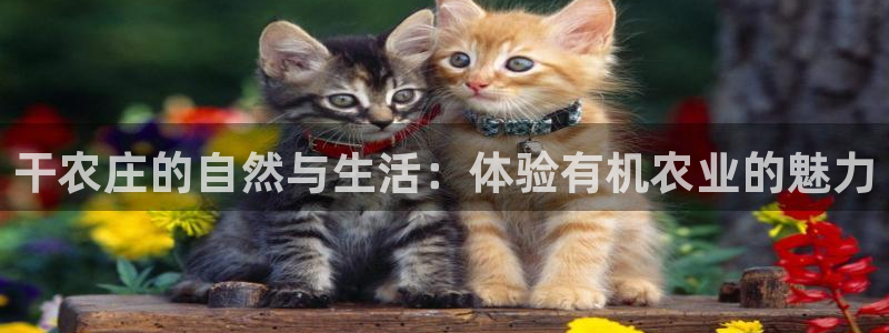 天辰娱乐平台入口